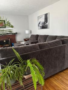 a gray couch in a living room with a plant at Three Pines Private Bedroom Suite in Moncton