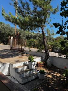 ein Garten mit einem Baum und einigen Betonstufen in der Unterkunft Karfas Hideaway in Karfás