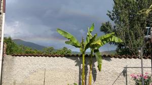 a palm tree in front of a wall at Guest house Tea in Kvareli