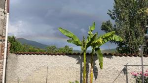a banana tree in front of a wall at Guest house Tea in Kvareli +10 photos