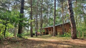 a log cabin in the woods with trees at Forest Edge Retreat in Wizna