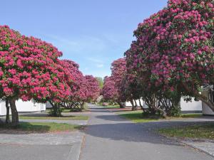 a row of trees filled with pink flowers at Trevarno - B6527 in Saint Cleer