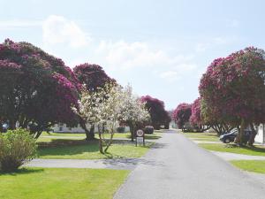 a walkway with trees with white blossoms in a park at Tresco - B6520 in Saint Cleer