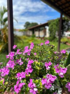a bunch of pink flowers in front of a house at Casa Mangue in Soure
