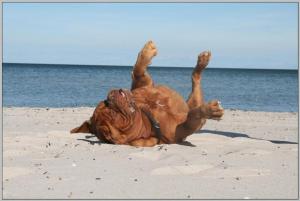 a dog rolling on its back on the beach at Familienzelt EINFACH CAMPING direkt am Strand in Dranske +2 photos