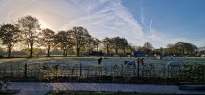 Eine Gruppe Pferde grast auf einem Feld in der Unterkunft De Brummelstee in Beilen