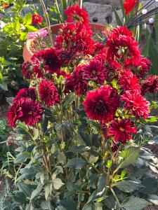 a bunch of red flowers in a garden at Stella in Šibenik +2 photos