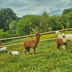 a group of sheep in a field near a fence at L'appartement à la ferme in Béthune