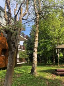 a tree in the grass next to a building at L'oasi dei larici - Montoso in Bagnolo Piemonte