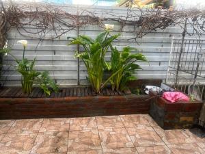a patio with some plants in front of a wall at Alojamiento Halcones in Concepción