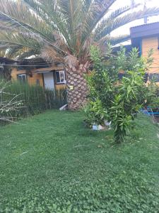 a yard with a palm tree and a house at HOSTAL EL ARoMO CHILLÁN in Chillán +2 photos
