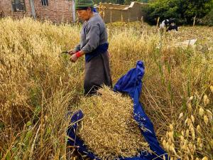 a man standing in a field of tall grass at Loma Wasi, Experiencia Rural Kichwa in Cotacachi
