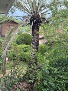 a palm tree in front of a house at Hamsa Apartment in Menaẖemya +3 photos