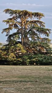 a large pine tree in the middle of a field at Chambre Napoléon III in Fleuriel +5 photos