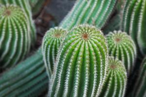 un grupo de cactus verdes en un jardín en Apartaments Can Gibert en Castelló d'Empúries