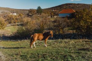a brown horse standing in a field of grass at IMANJE JELEN in Nikšić