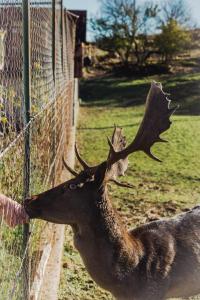 a deer sticking its head against a fence at IMANJE JELEN in Nikšić
