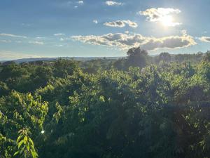 a field of trees with the sun in the sky at Sargis guest house in Ushi
