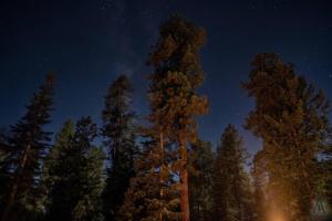 a group of pine trees under a starry sky at Rustic Mountain Log Cabin with Fire Pit in Duck Creek Village
