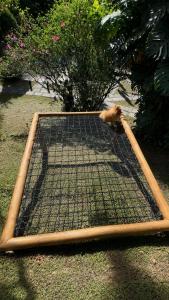a bird is sitting on top of a net at Recanto Serenare in Angra dos Reis +83 photos
