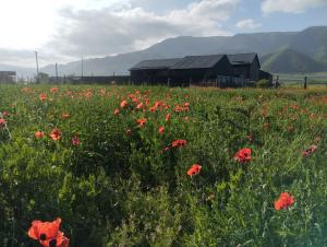 a field of poppies in front of a barn at Shahdag Berghoff Villas in Qusar