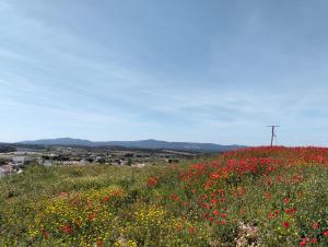 a field of flowers on a hill with a utility pole at Casa da Muralha in Estremoz