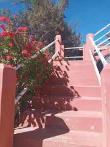 a set of stairs with red flowers on them at Hospedaje jatari in Estanciasuyo