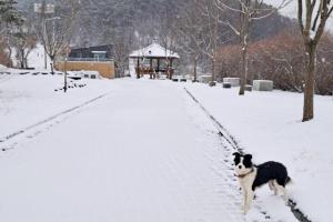 a dog running through a snow covered yard at Seocheon Water Willow Pension in Seocheon