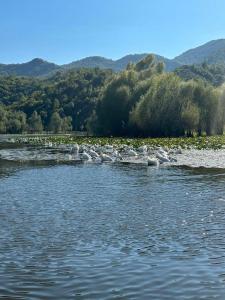 a group of birds standing in the water at Casa di Kiara, Skadar Lake in Dodoši +34 photos