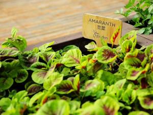 a bunch of green plants with a sign on it at JW Marriott Hotel Beijing in Beijing