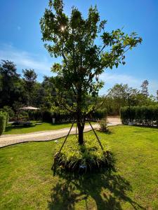a tree in the middle of a grass field at Hornbill Pool Villas 1 in Ko Chang +78 photos