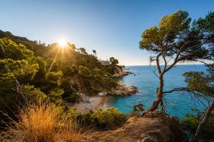 a tree on a hill next to the ocean at Kampaoh Tossa de Mar in Tossa de Mar +36 photos