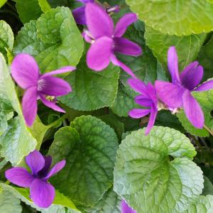 a group of purple flowers on some green leaves at Apartmani Val in Pula