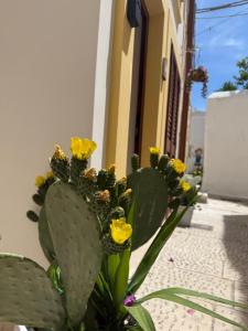 a cactus with yellow flowers in front of a building at Borgo Antico in Grottaglie