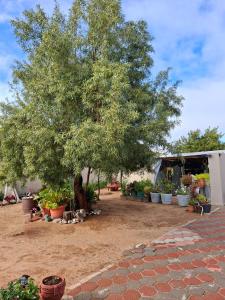 a group of potted plants sitting under a tree at Koeroebees 1 in Springbok