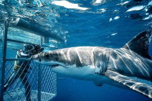 a whale shark in the water next to a diver at Fynbos Barn in Gansbaai