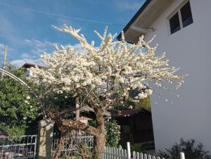a tree with white flowers in front of a white fence at Villa Rosetta relax in Scrutto +48 photos
