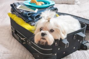 a small dog is sitting in an open suitcase at Nordseekrabbe F1 in Tossens