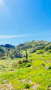 a hill with cacti on a green field at The whale in Guaquen +10 photos