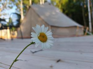 a white flower sitting on top of a porch at Glamping Tolvsbo Inn in Söderbärke +2 photos
