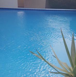 a pool of blue water with a plant in the foreground at فيلا بسين خاص in Dawwār Abū Maḩrūs