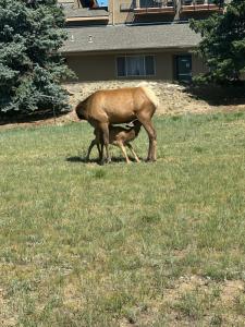 a mother deer and her baby grazing in a field at Columbine Inn in Estes Park