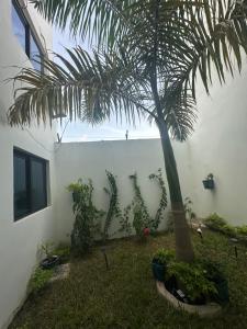a palm tree in a yard next to a building at Residence MBK Studio 1 in Ziguinchor