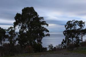 a group of trees on a hill near the water at Spot the Sea eagle in Woodbridge