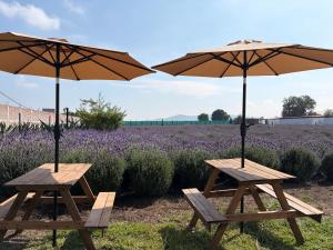 two picnic tables with umbrellas in front of a lavender field at Glamping Rincón de Lavanda in Texcoco de Mora