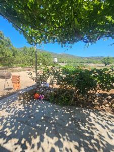 a view of a patio with a tree at Country House Speedy in Komiža