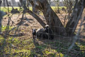 two animals standing behind a fence in a field at Countryside yurt near Tõrva in Jõgeveste