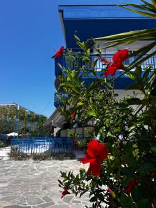 a bush with red flowers in front of a building at House Stamatis in Sarti