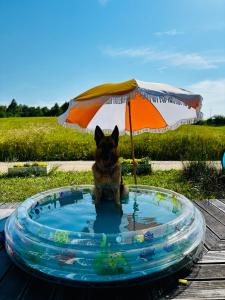 a dog sitting in a pool of water with an umbrella at Czaplowisko - skandynawskie domy na Kaszubach in Stare Czaple