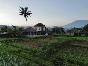a farm with a palm tree and a house at Adisamasta Guesthouse in Sidemen